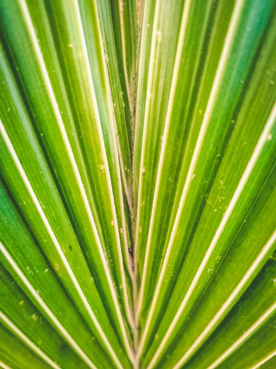 the texture of a plant leaf