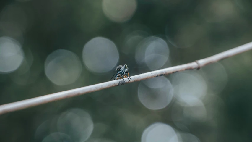 small bird sitting on top of a single thin twig