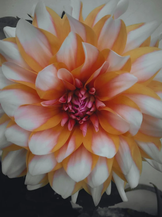 an orange and white flower that is in a vase
