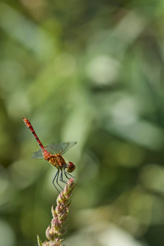 a dragon flys away from the ground from another insect