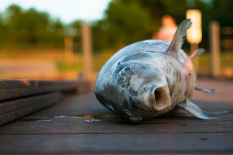 a dead fish is lying on the ground