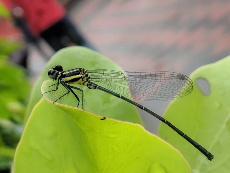 an insect is perched on a leaf in the foreground and its wings spread