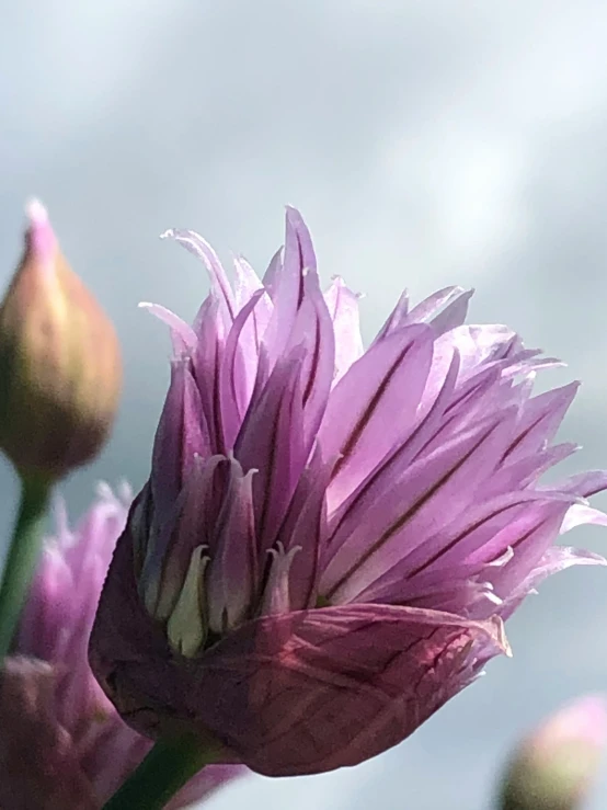 this is a flower that has just recently been bud