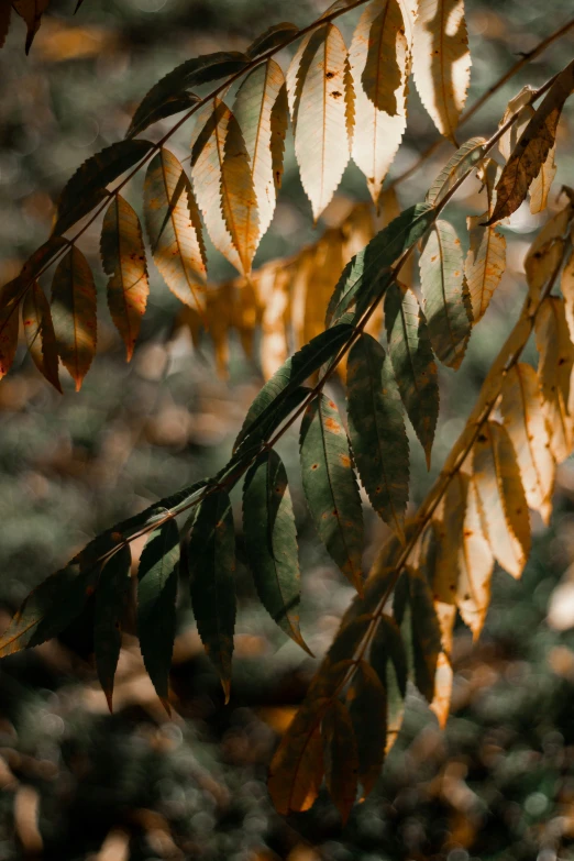 some leaves are hanging on the nch of a tree