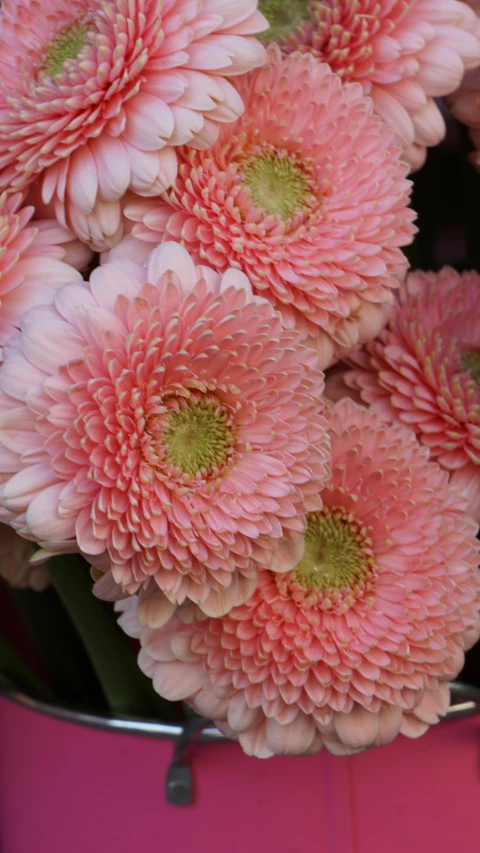 an arrangement of flowers that appear to be blooming