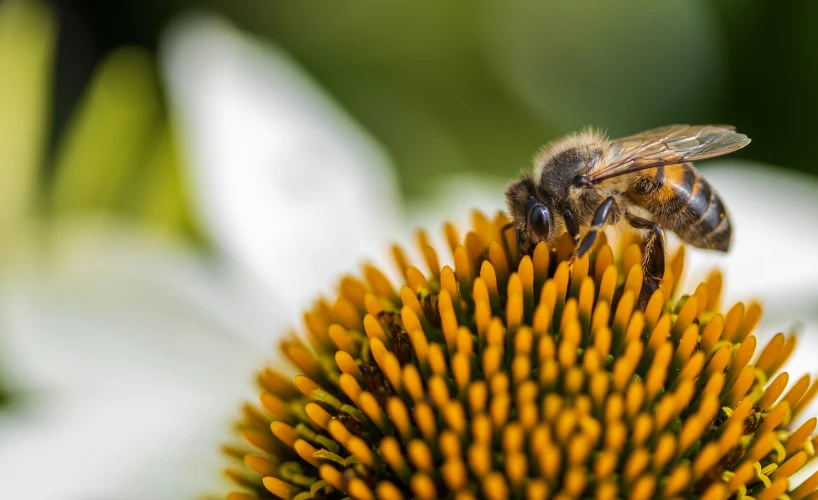 there is a bee sitting on the top of a flower