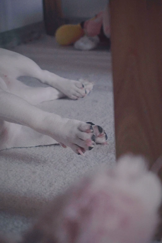 two dogs laying down with their paws on the floor