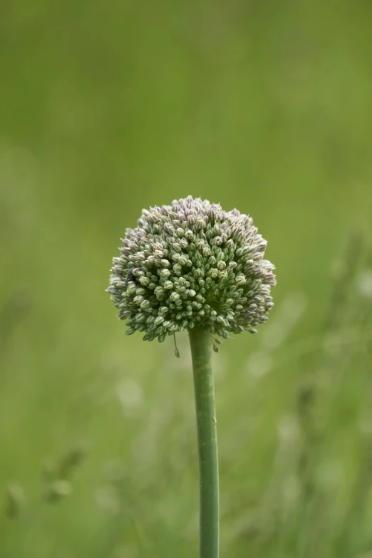 a close up of a small flower with blurry background