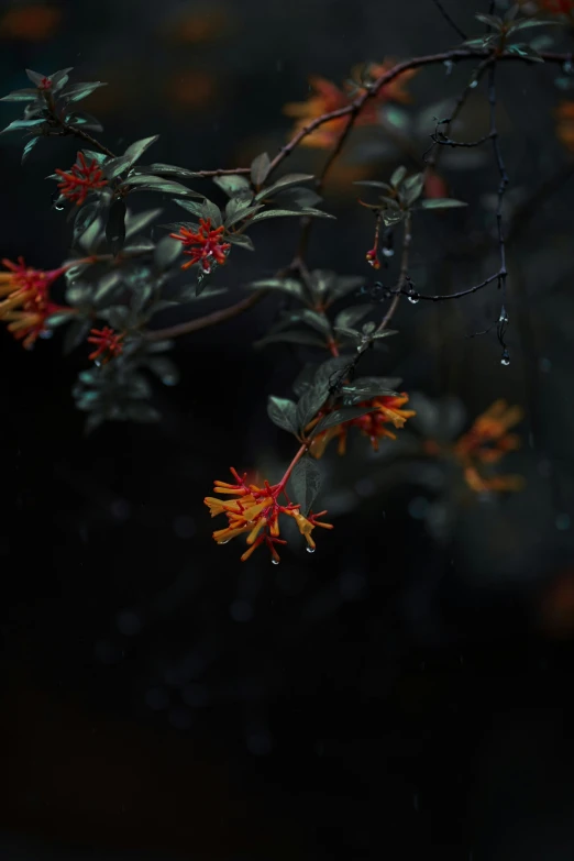 red flowers in the rain are growing on the tree nch