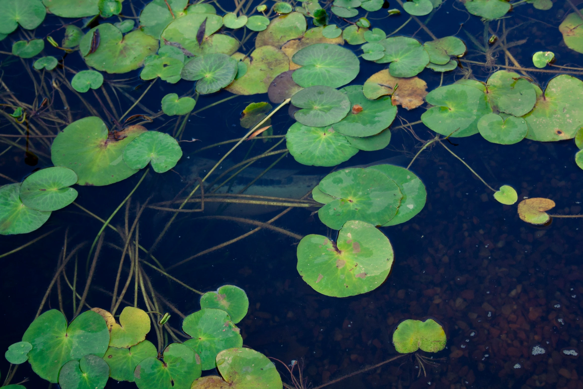water plants with leaves float in a lake