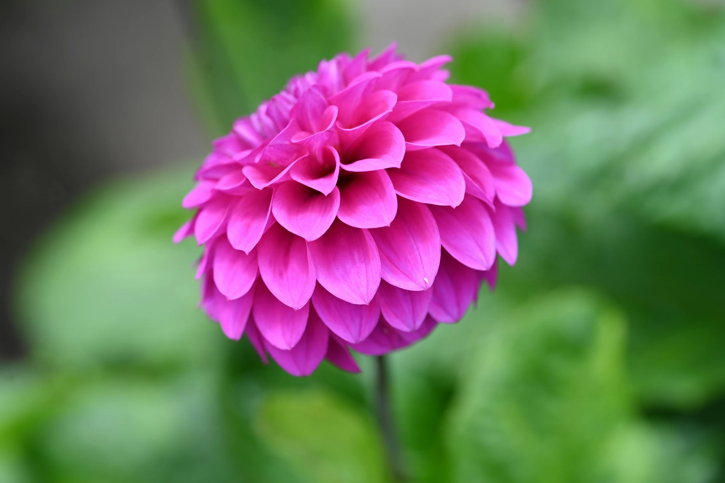 a pink flower blooming out of a green bush