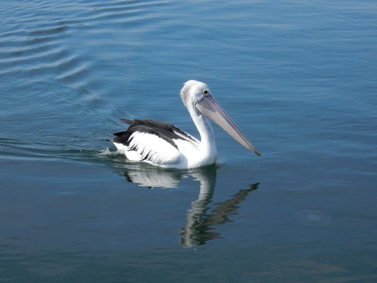 a pelican is floating in a lake with blue water