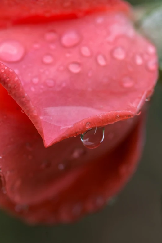 closeup of a flower with water drops on it