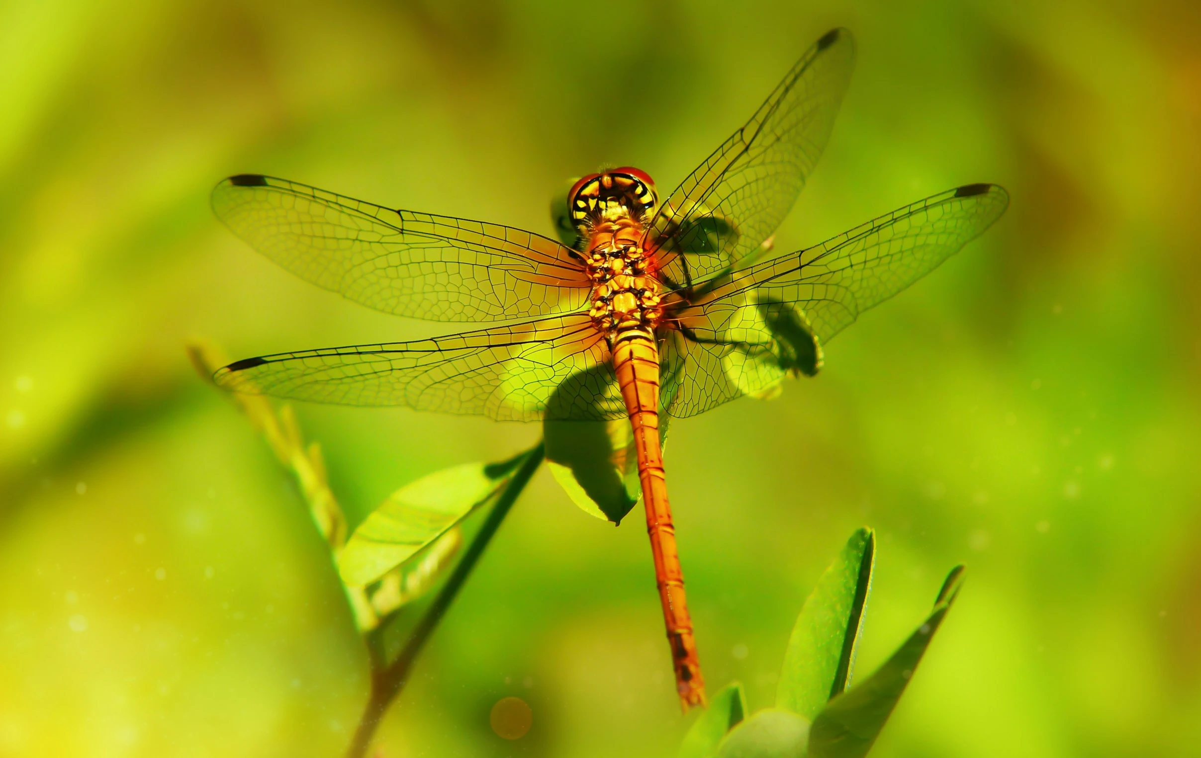 a dragon flys along on a leafy stalk