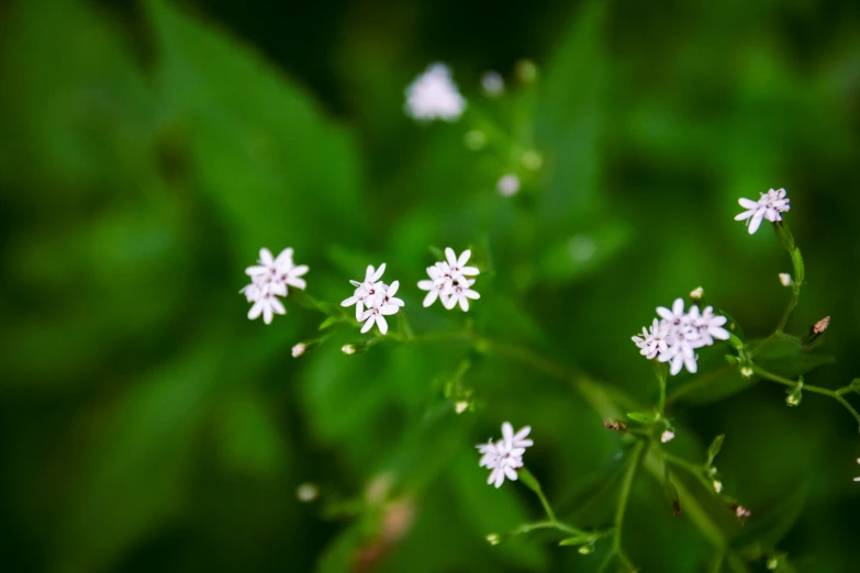 small white flowers growing out of the green leaves