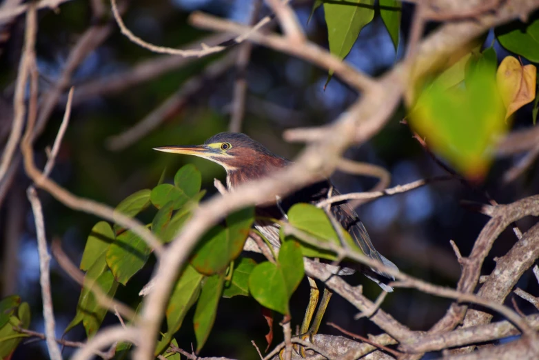 a bird perched on a nch in a tree