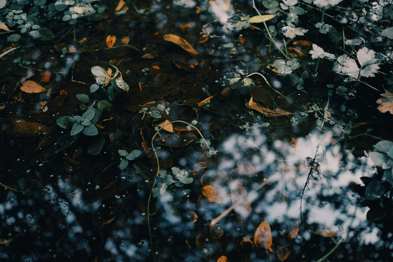 the leaves are floating in the water on the ground