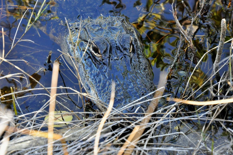 the alligator is in the water with green leaves