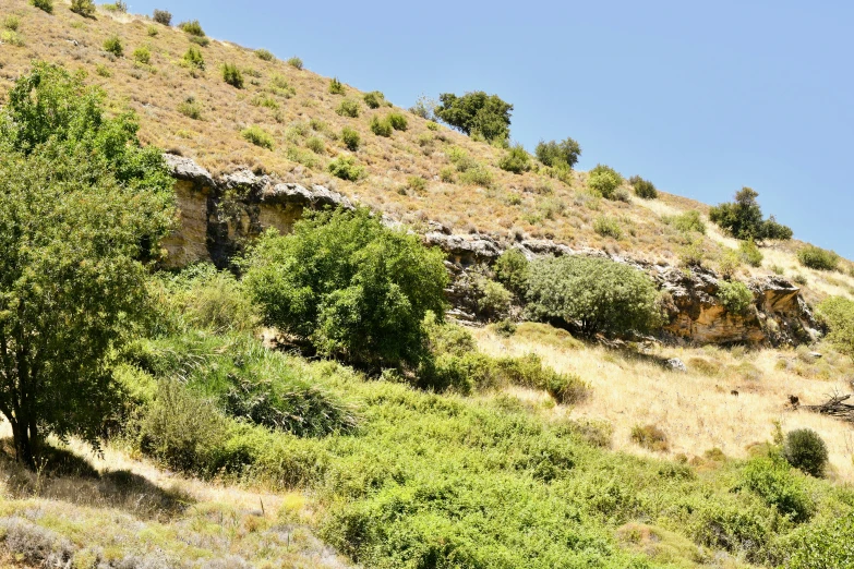 a hill with trees on top and no one standing in the field