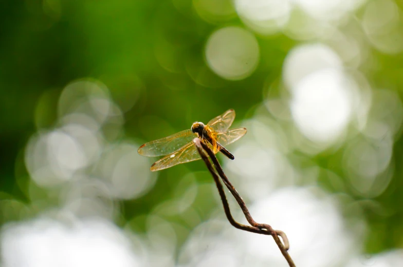 small yellow dragon fly is sitting on a twig