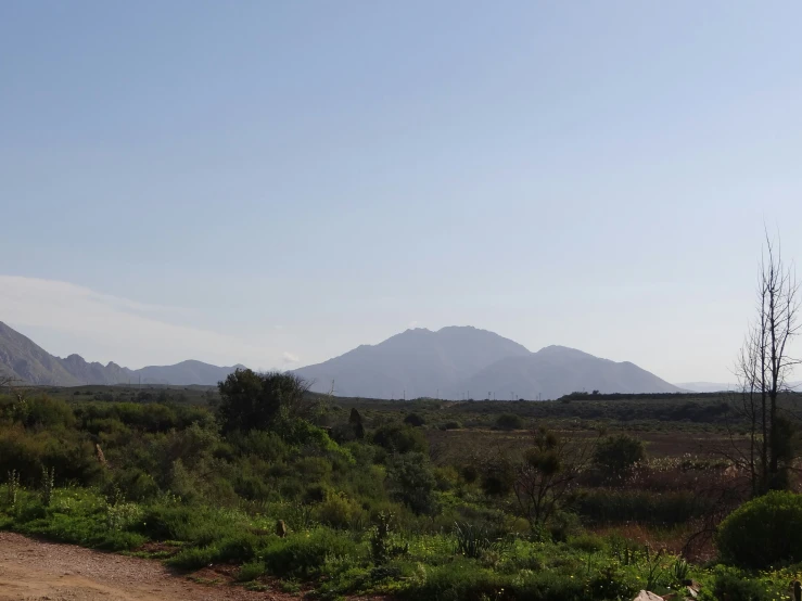 a dirt road and a small bush with a mountain in the background