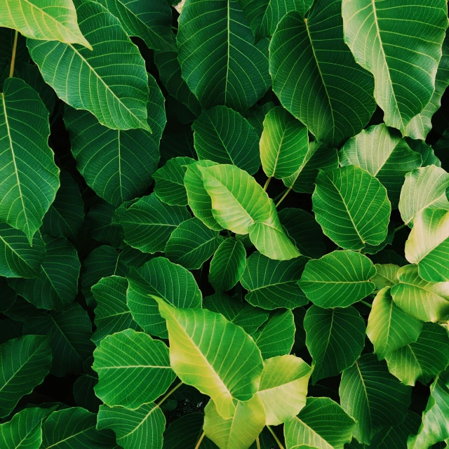 the leaves of the plant are green