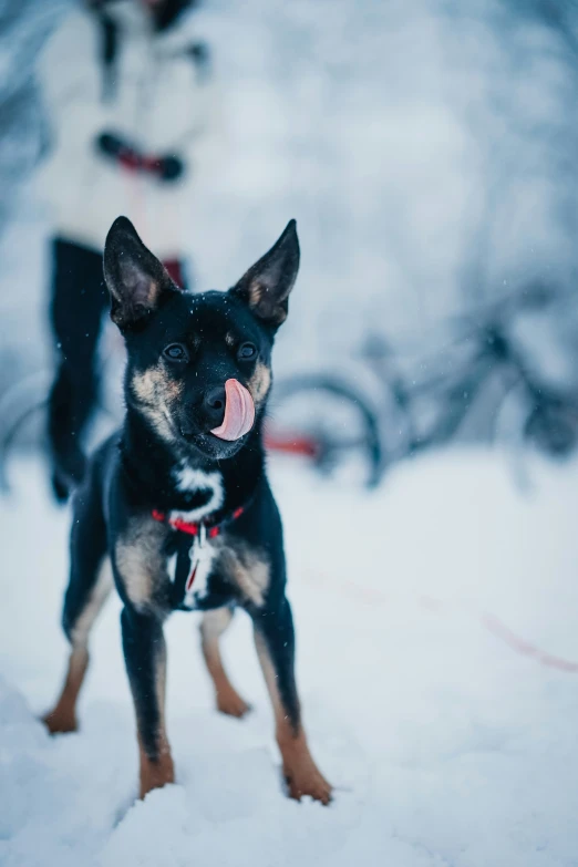 a small black and brown dog with it's tongue out