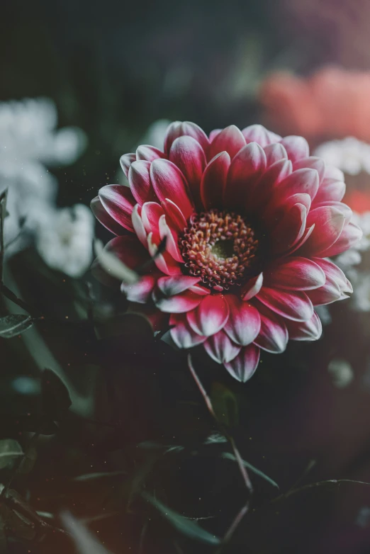 a very bright red flower sitting on top of flowers