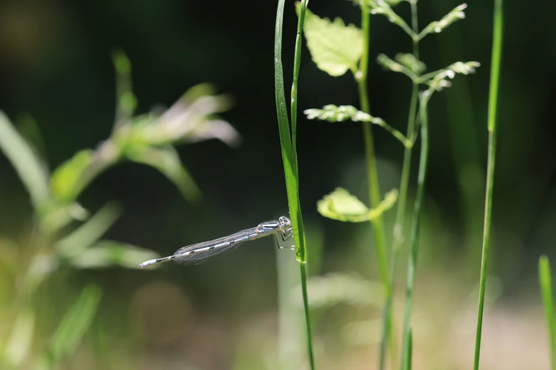 a blue dragonfly that is sitting on some grass