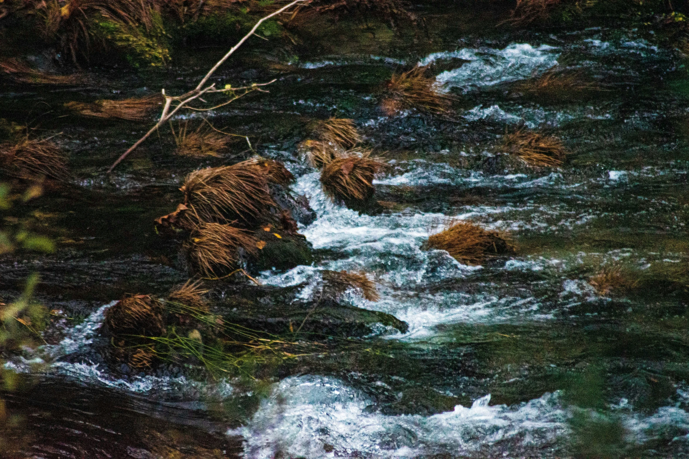 a bear walking across a river with green grass