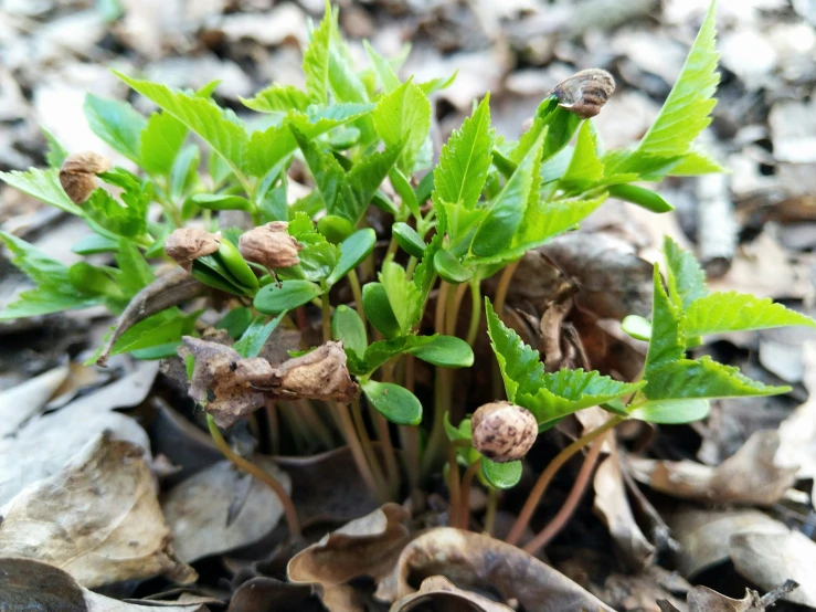 a group of plant with leaves, on the ground
