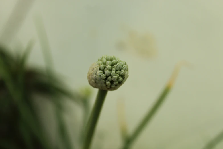 a green and white flower sitting in a plant pot