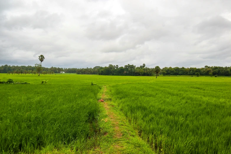 green meadow with dirt path and trees on the far side