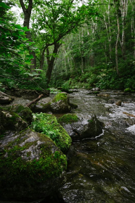 rocks covered in green moss sitting along a stream