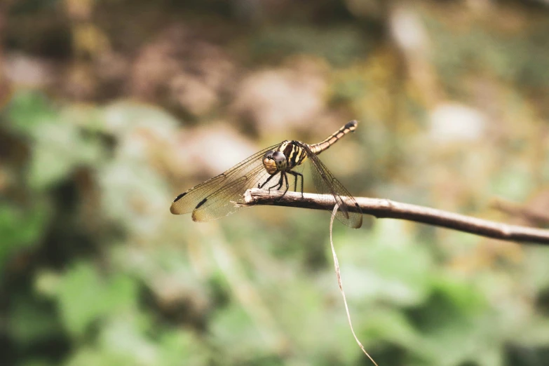 a dragonfly perches on a plant nch with leaves