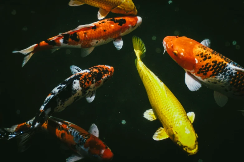 an image of many fish swimming together