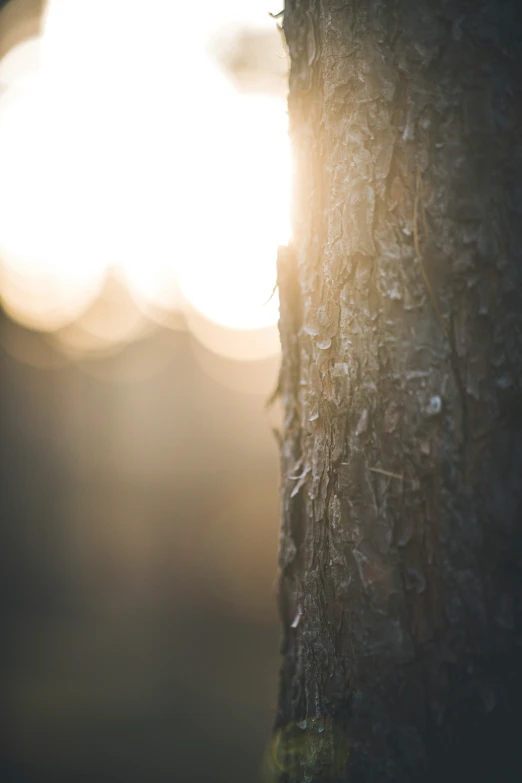 sunlight shining through the trees into the distance