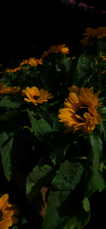 a bunch of sunflowers sitting near one another