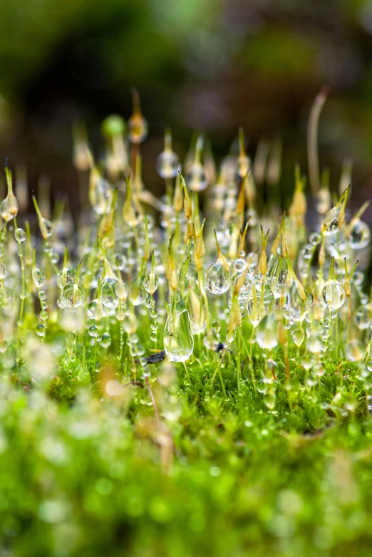 small drops of water on grass in the park