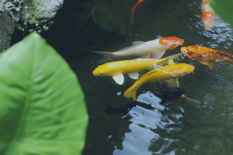 four koi fish swimming in a small pond