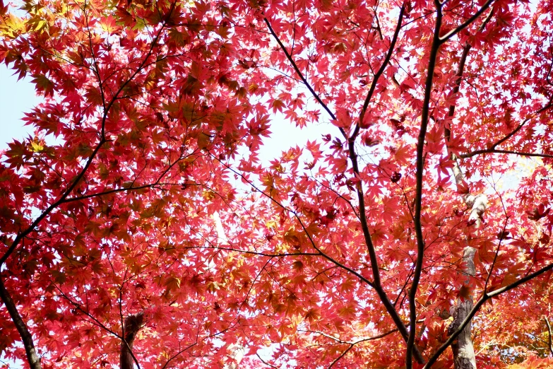 a tall red tree with a large leaf filled tree