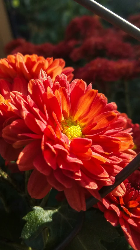 a group of bright red flowers sit beside each other