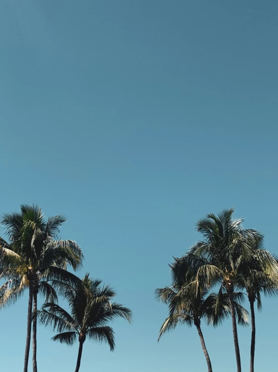 three palm trees on a beach near the ocean