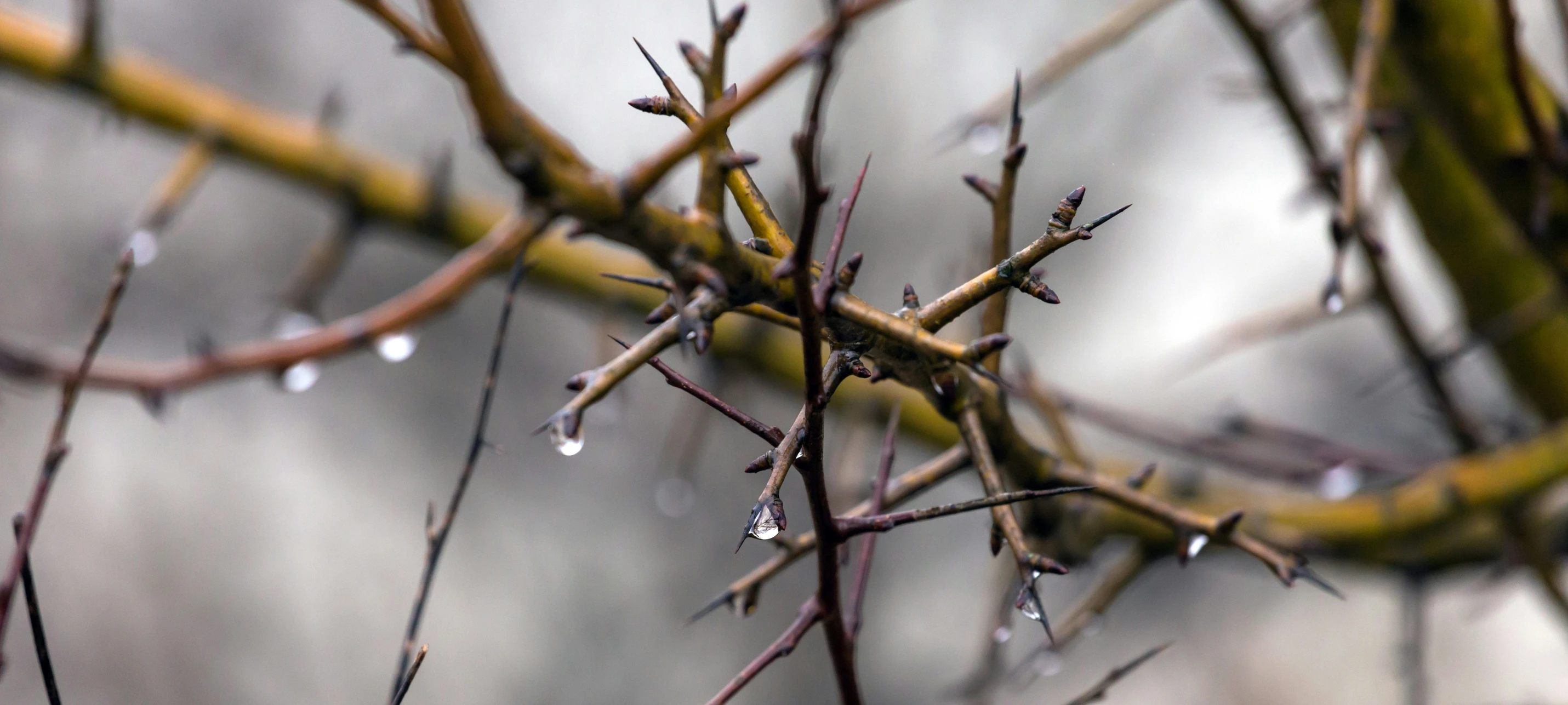 a tree nch covered in rain drops