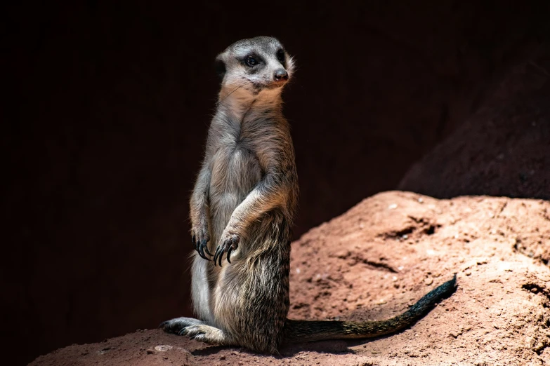 a meerkat standing on its hind legs with it's head cocked