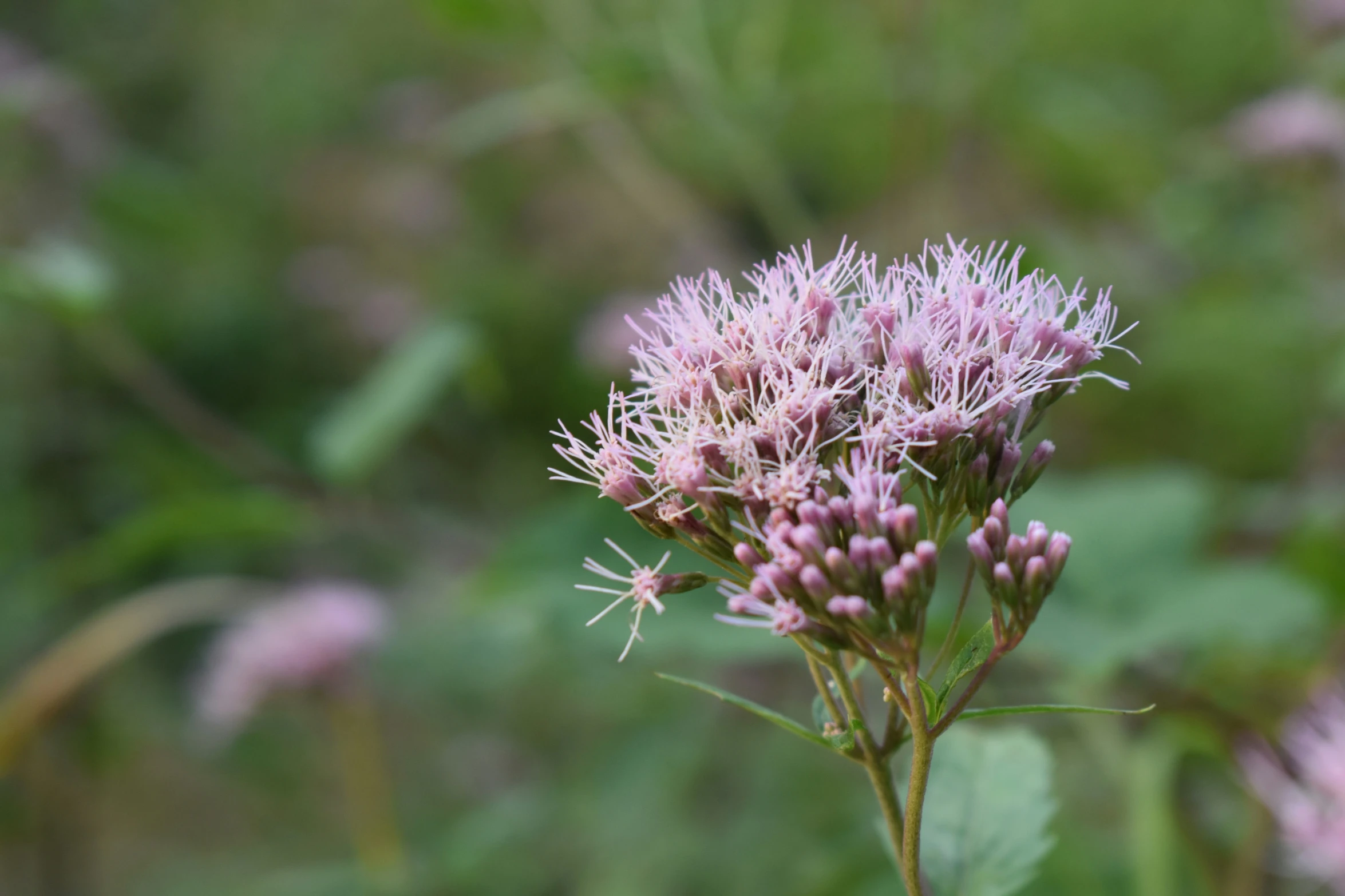 a small white flower with pink flowers in the background