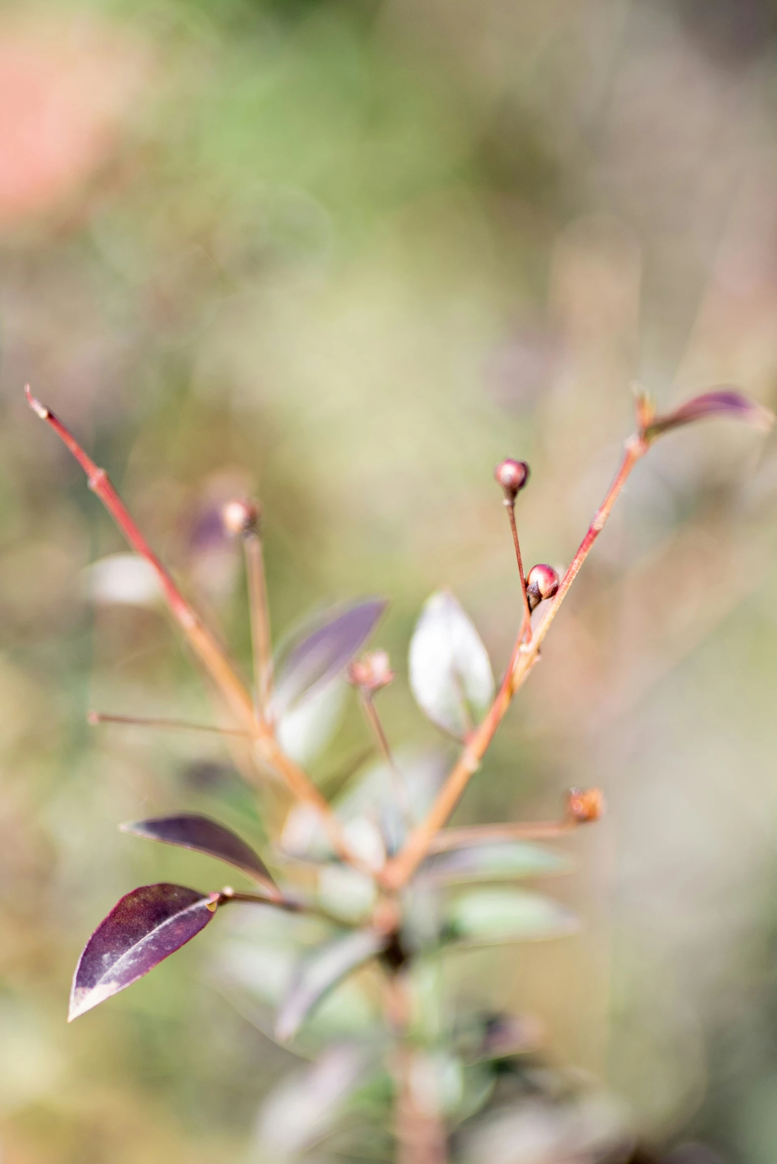 a green, purple and red plant with green leaves