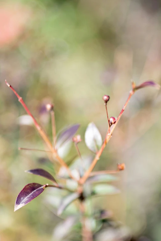 a green, purple and red plant with green leaves