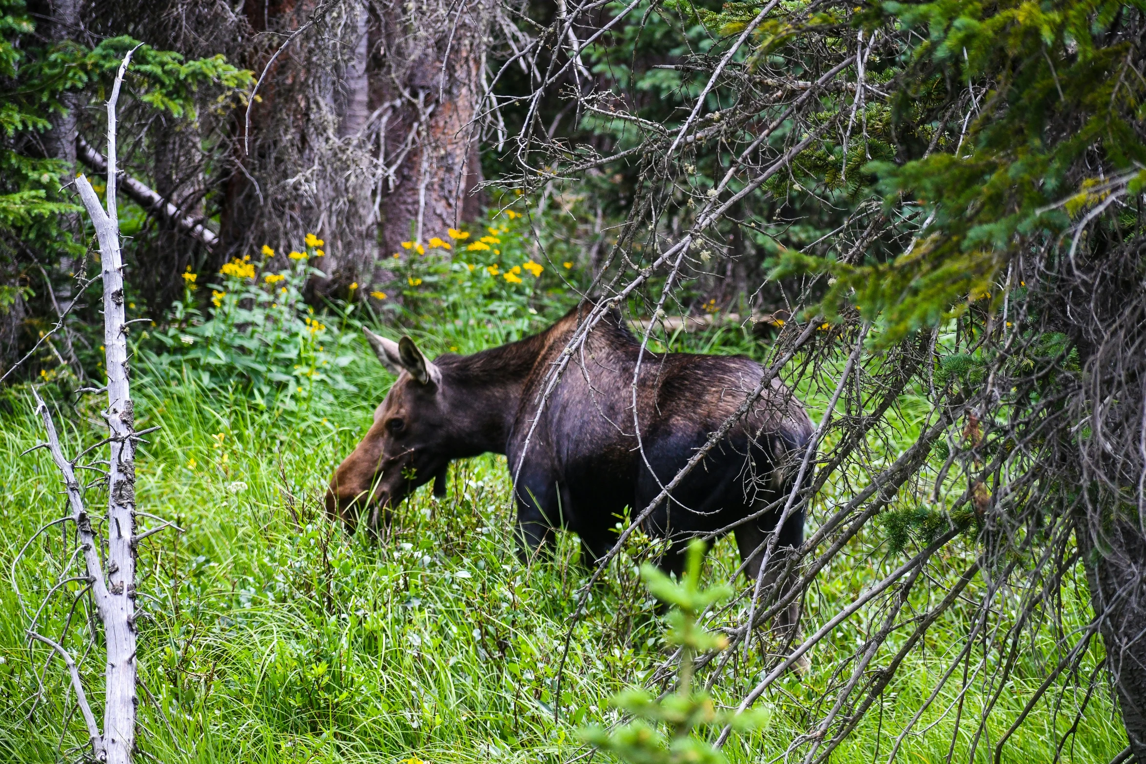 a small brown bear walking through tall grass