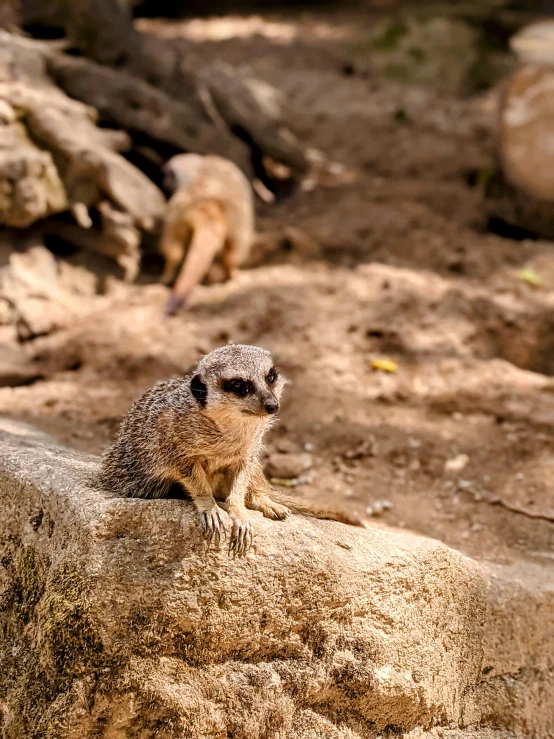 a small animal sitting on top of a rock